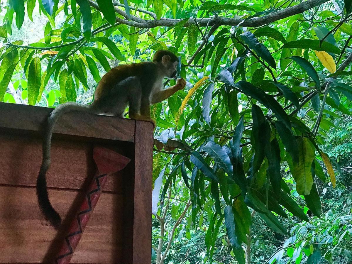 Casa Da Arvore, Sonho Na Amazonia, 2Min A Pe Da Praia ألتر دو تشاو المظهر الخارجي الصورة